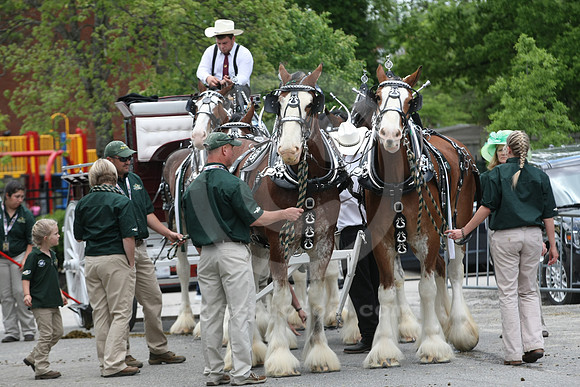 clydesdale14_st