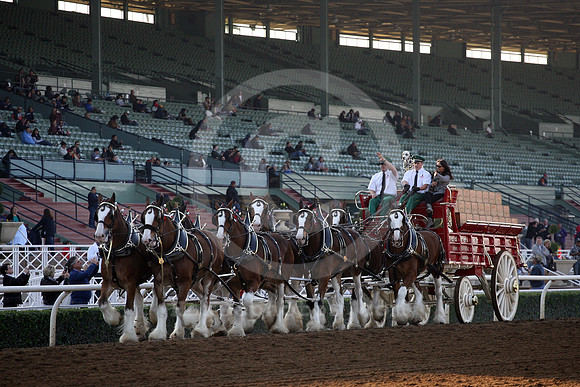 clydesdale19_cg