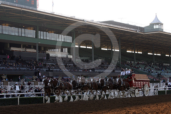 clydesdale20_cg