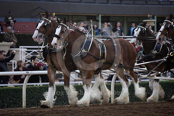 clydesdale21_cg