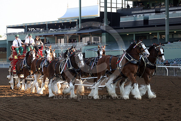 clydesdale22_cg