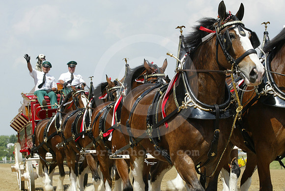 clydesdales01_dk