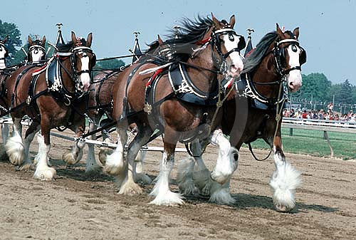 clydesdales01_hr