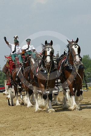 clydesdales02_dk