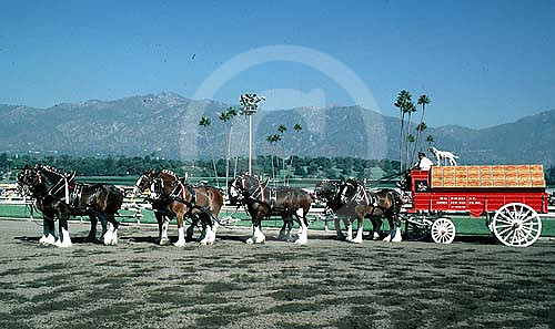 clydesdales02_hr