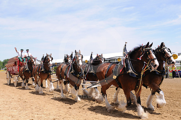 clydesdales08_me