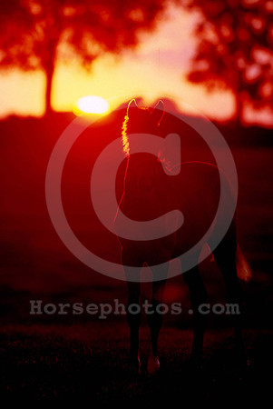 foal_sunrise_mjm