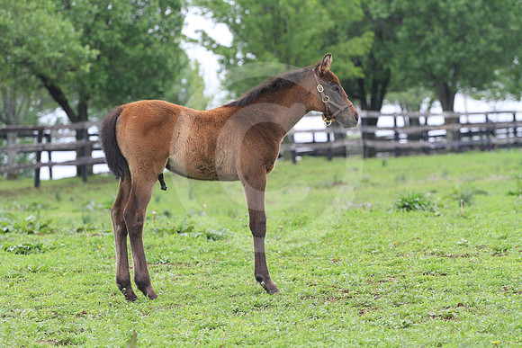 foal98_rk