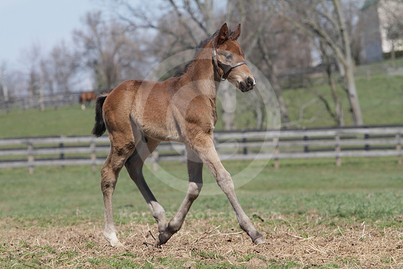 foal107_rk