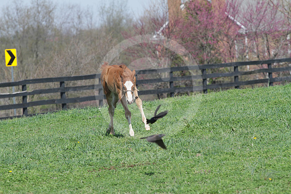 foal108_rk