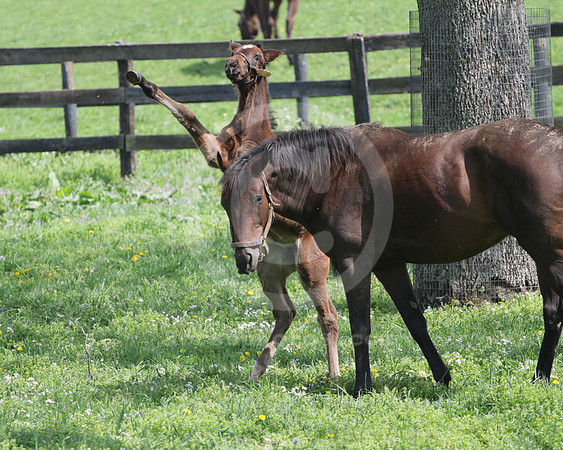 foal109_rk