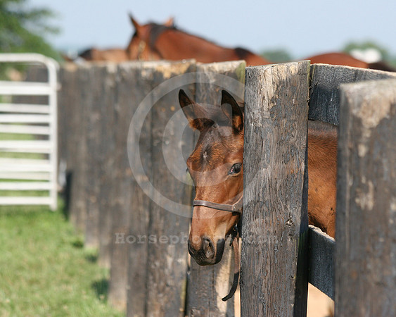 foalinfence01_ev