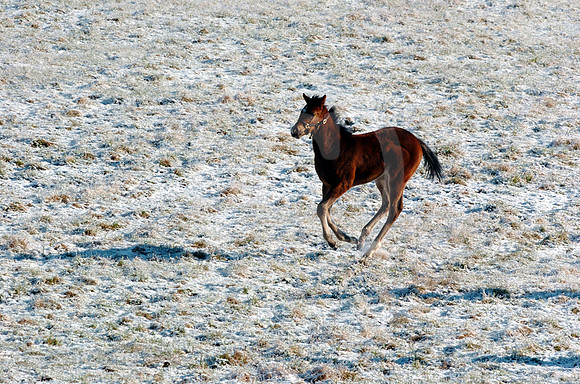 foals_snow02_hr