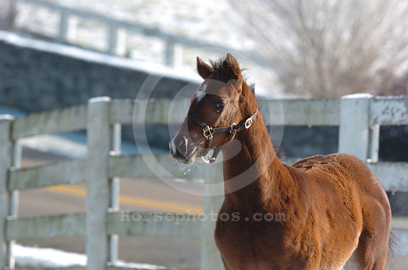 foals_snow03_hr