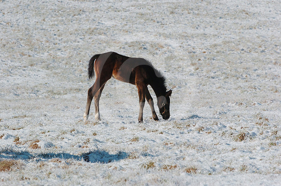 foals_snow04_hr