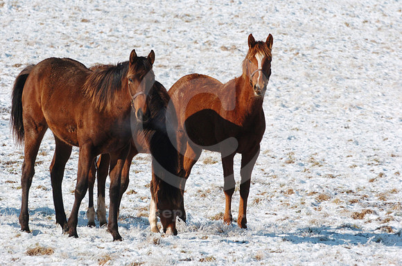 foals_snow06_hr