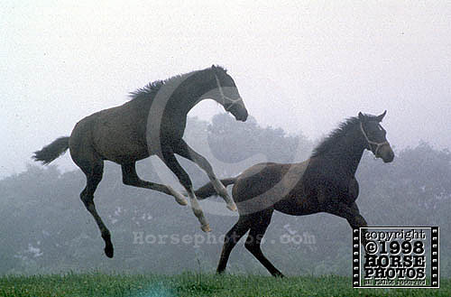 foals001