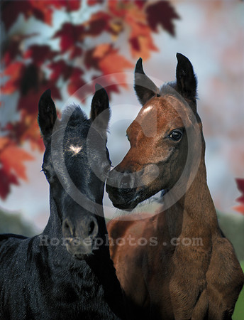 foals02