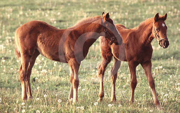 foals06