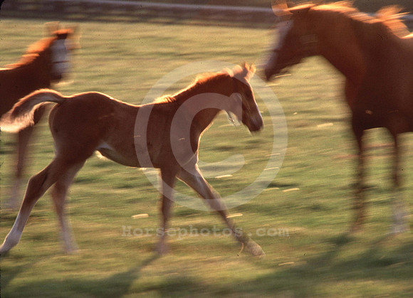 foals09