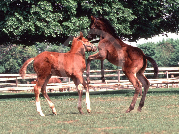 foals10