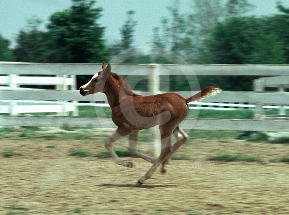 foals11