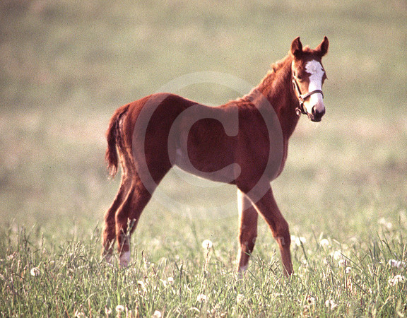 foals12