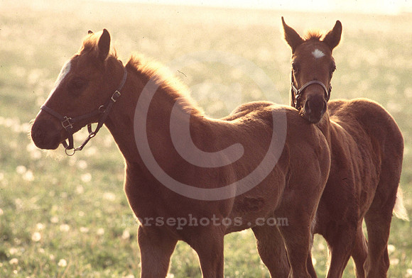 foals14