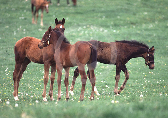 foals15