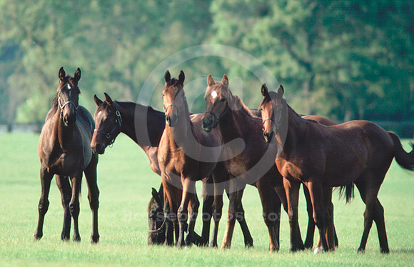 foals16_jd
