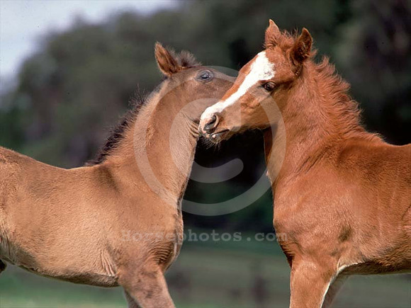 foals17