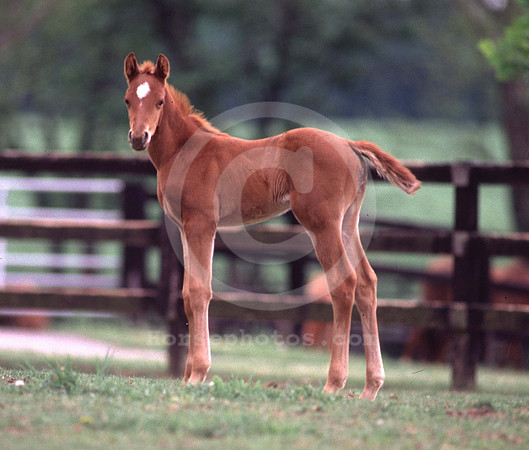 foals18
