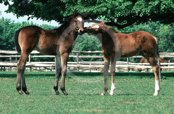 foals19