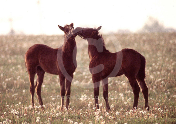 foals20_hr