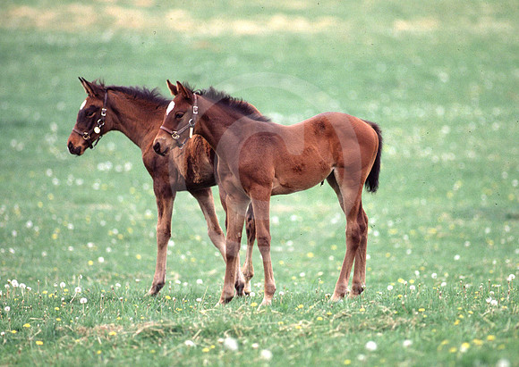 foals21_hr