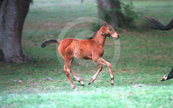 foals23jd