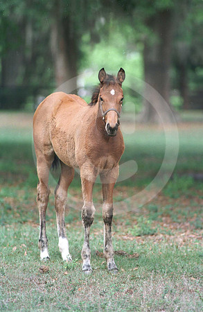 foals25_jd
