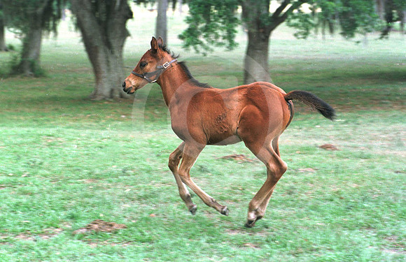 foals26_jd