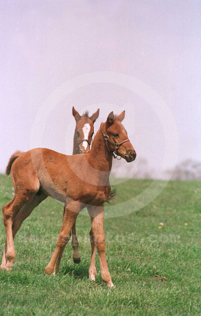 foals27jd