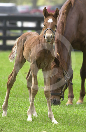 foals29_jd
