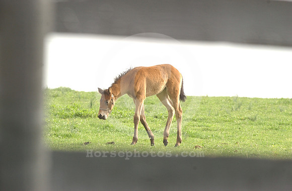 foals31_jd