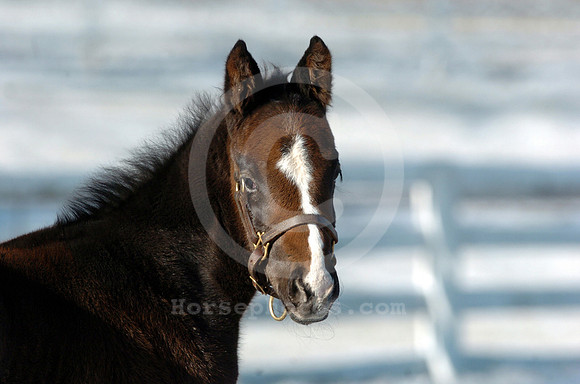 foals32_hr