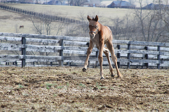 foals35_rk