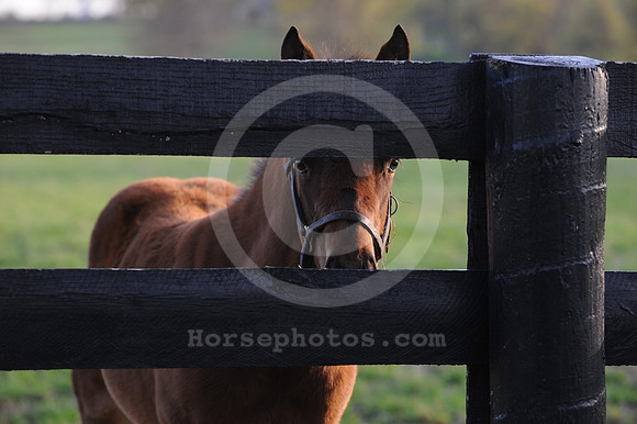 foals48_me