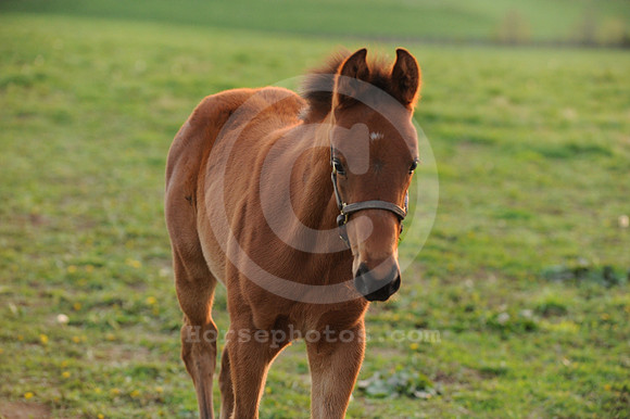 foals49_me