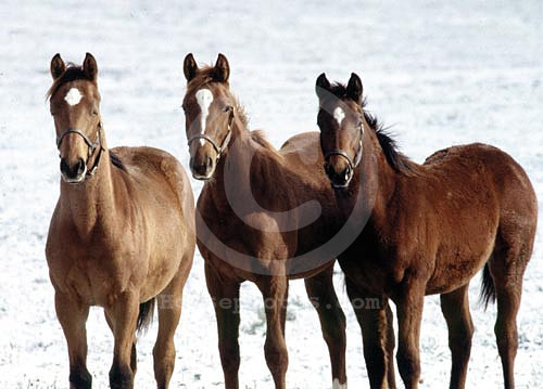 foalssnow1