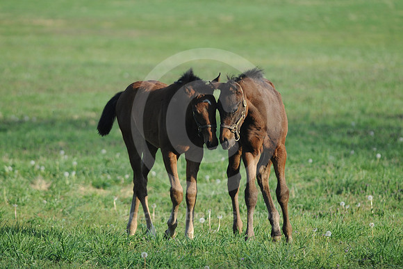 foals43_me