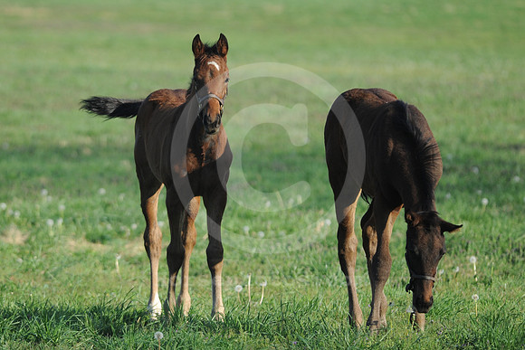 foals44_me