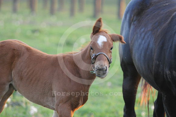 foals45_me