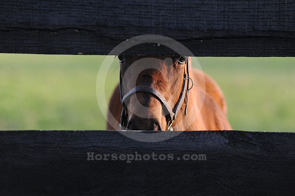 foals47_me